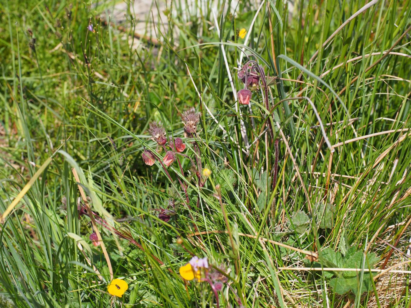 Avens, Water plant